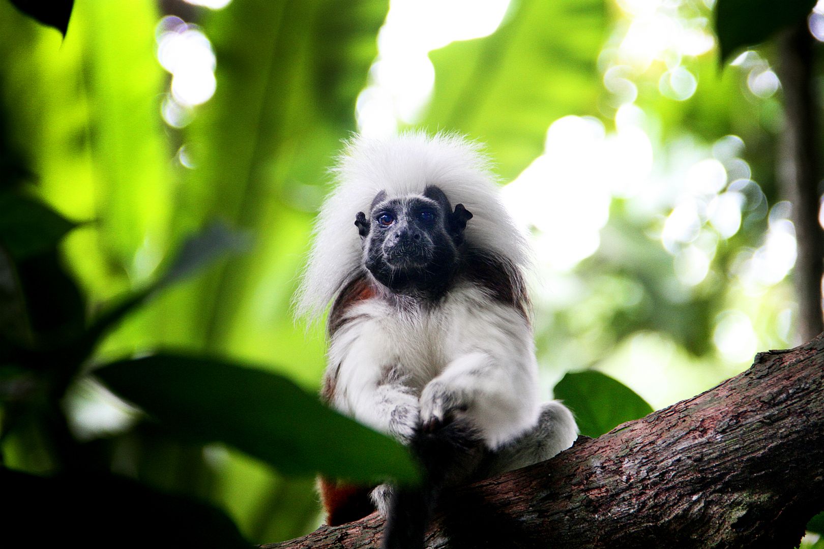 Images of Monkeys